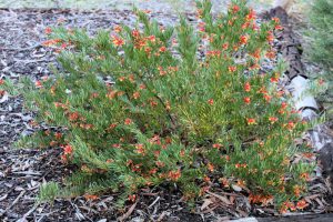 grevillea bonnie prince charlie native australian shrub with green foliage and yellow and red flowers