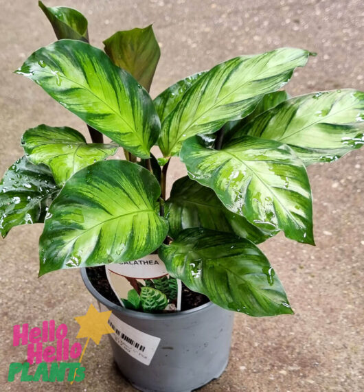 Hello Hello Plants Calathea ‘Miso’ 5″ Pot