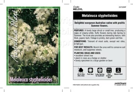 Melaleuca styphelioides Prickly leaved Paperbark label