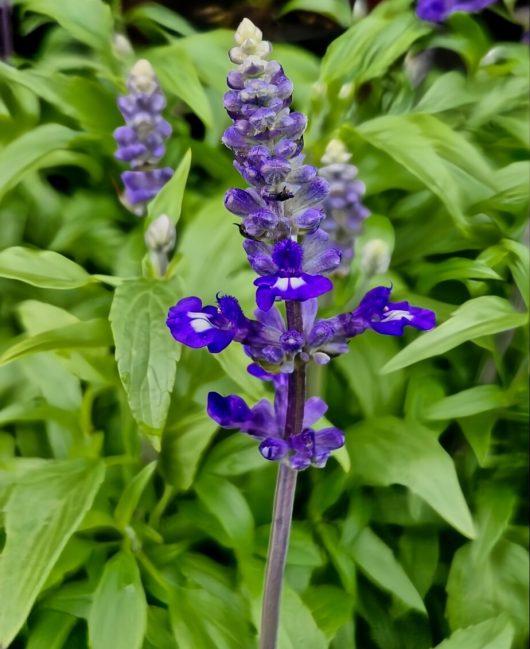 A close-up of a purple Salvia 'Victoria Blue' flower spike shows vibrant green leaves enhancing its beauty. Ideal for gardens and patios, it's perfect in a 4" pot to add elegance and color to your outdoor space.