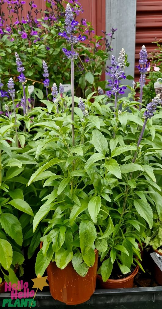 The Salvia 'Victoria Blue' in a 4" pot features tall stems with vibrant purple flowers and lush green leaves. Similar plants enhance the background ambiance.