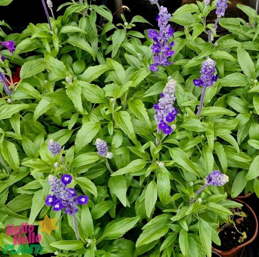 Salvia 'Victoria Blue' in lush green foliage with clusters of small purple flowers, available in 4" pots featuring the "Hello Hello Plants" logo.