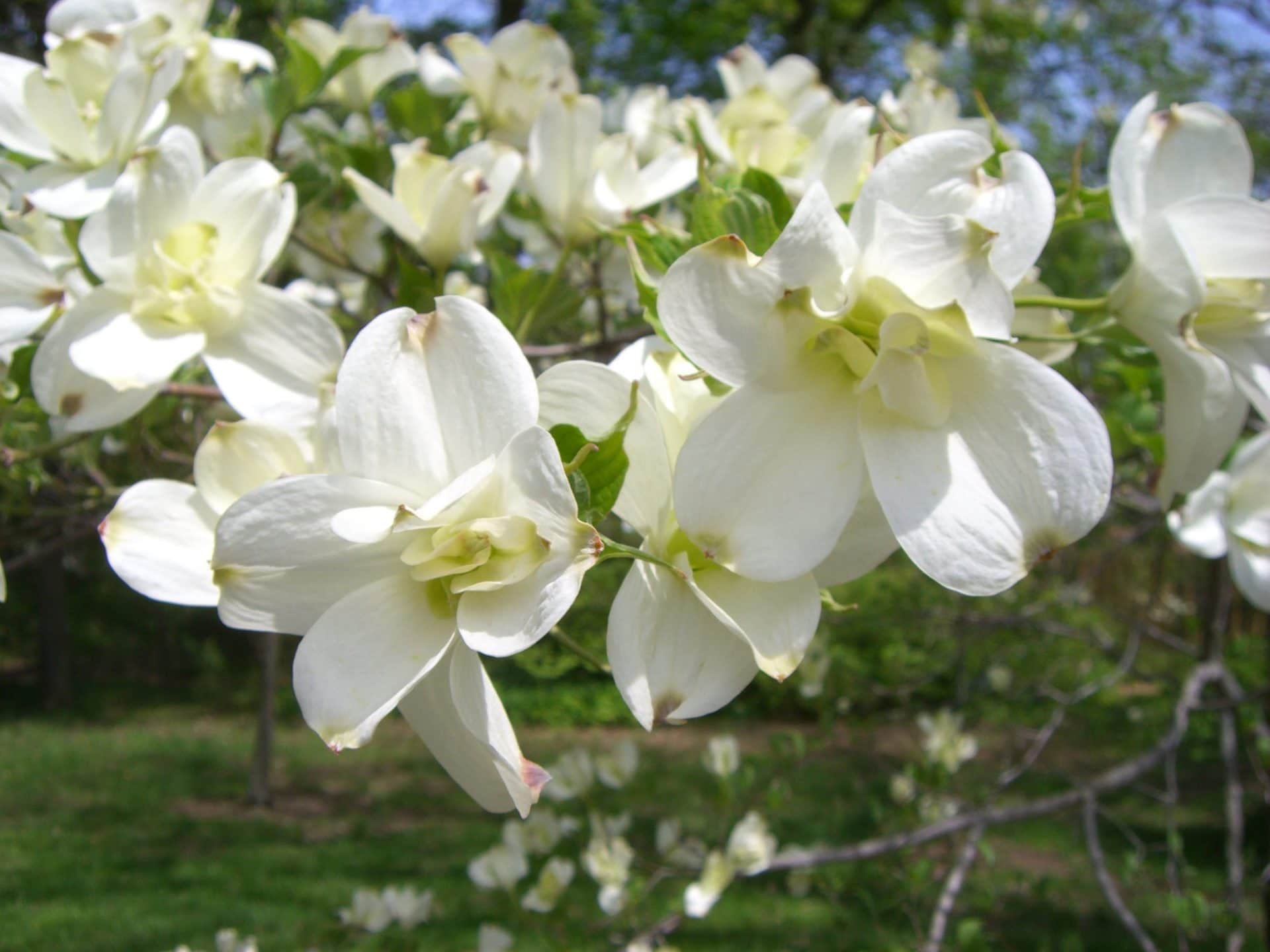 Cornus florida 'White Dogwood' 10