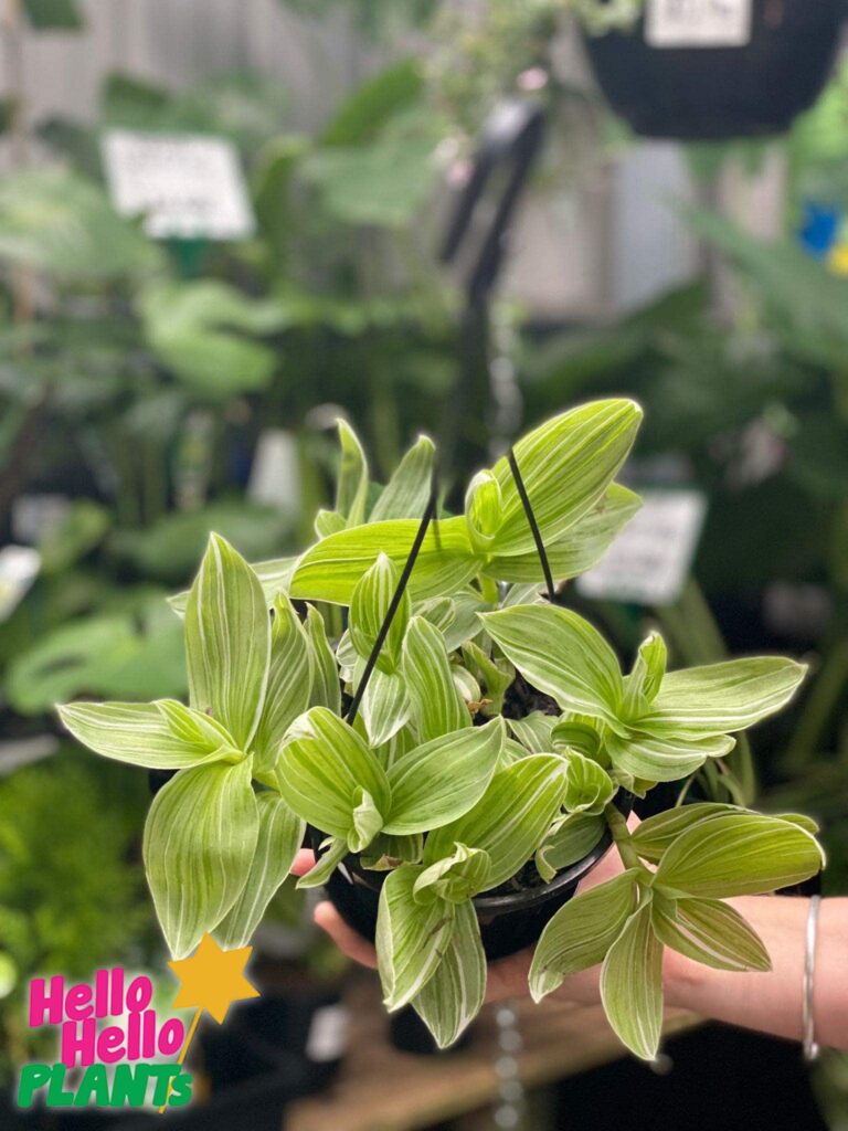 tradescantia wandering jew hanging basket local only