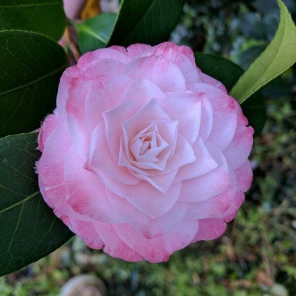 Camellia japonica 'Grace Albritton' - Hello Hello Plants