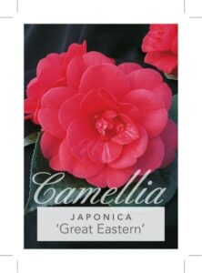 Camellia japonica 'Great Eastern' 8" Pot - Hello Hello Plants