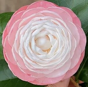 Camellia japonica Desire 1