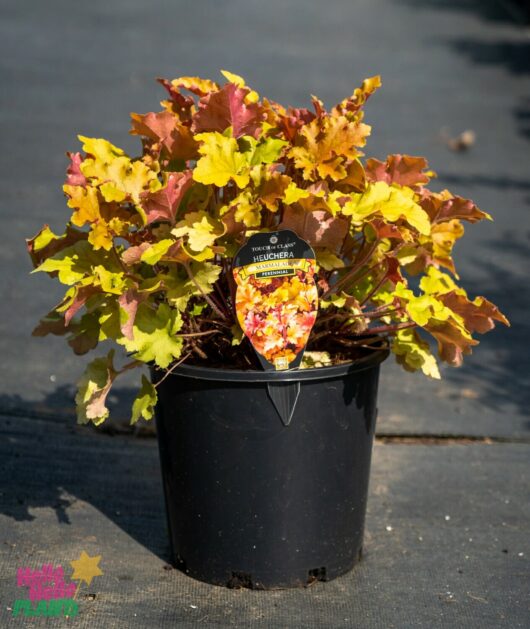 Hello Hello Plants Nursery Melbourne Victoria Australia Heuchera hybrid Marmalade 20cm Pot