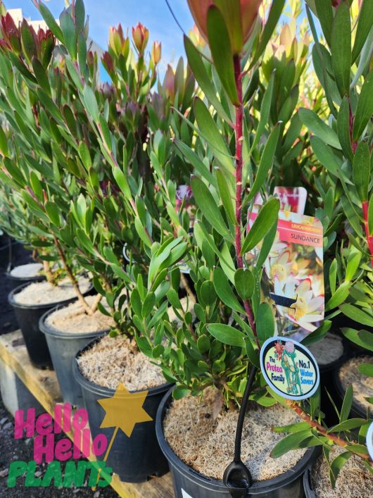 Several potted Leucadendron plants with green leaves and tags in a nursery. The ground is covered with mulch. A "Hello Hello Plants" logo is visible in the bottom left corner, featuring the Leucadendron 'Sundance' 8" Pot.