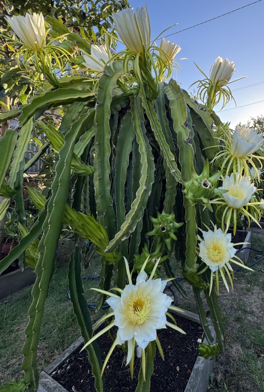 In a garden oasis, a large Pitaya 'Dragonfruit' (Hylocereus) stands proudly with long green stems adorned by blooming white flowers. Each blossom features numerous petals and a sunlit yellow center, reminiscent of the plant's exotic allure.