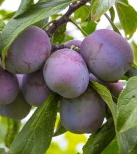 Prunus 'A-Okay™' Plum (Dwarf) 10