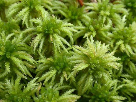Sphagnum Moss image