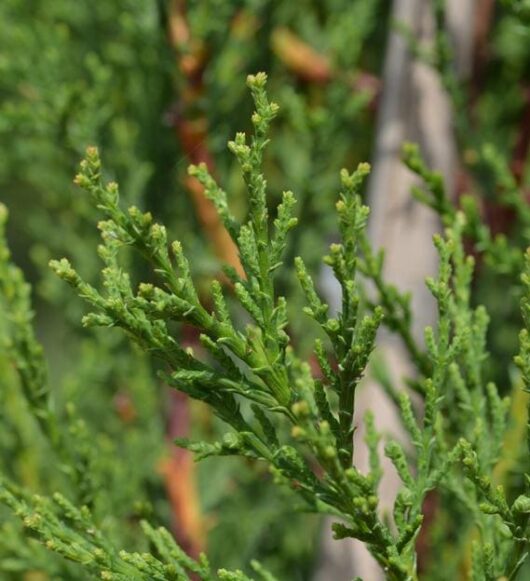 cupressus sempervirens stricta italian pencil pine foliage