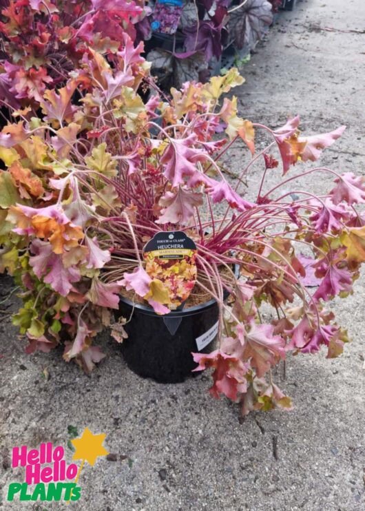 heuchera coral bells marmalade 8inch pot