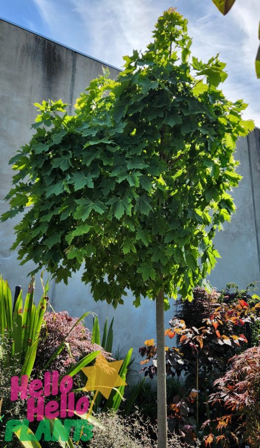 In a garden, the smaller Acer platanoides 'Globosum' Designer Maple 75L stands gracefully with its lush green leaves, surrounded by various plants and set against a stone wall backdrop.