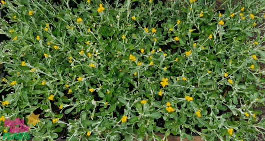 Green foliage with small, yellow flowers known as Chrysocephalum 'Yellow Buttons' densely covers the ground. Ideal for a 3" pot, they add sunshine to any garden space.