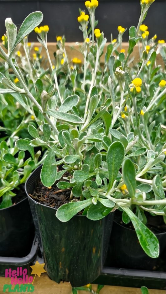 Chrysocephalum 'Yellow Buttons' 3" Pot, featuring green leaves and small yellow flowers, is showcased alongside similar plants in black containers.