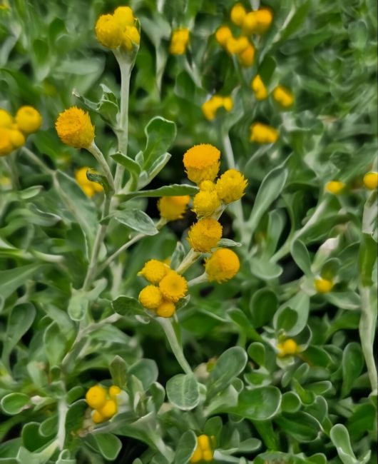 Close-up of Chrysocephalum 'Yellow Buttons' 3" Pot, featuring several small blooms with green leaves in a garden setting.