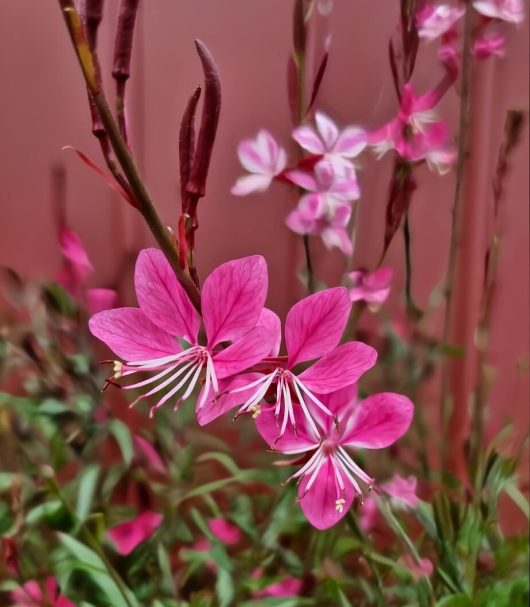 Vibrant Gaura 'Geyser Pink' flowers with long stamens on tall, slender stems rise from green foliage in a 6" pot against a blurred pinkish background.