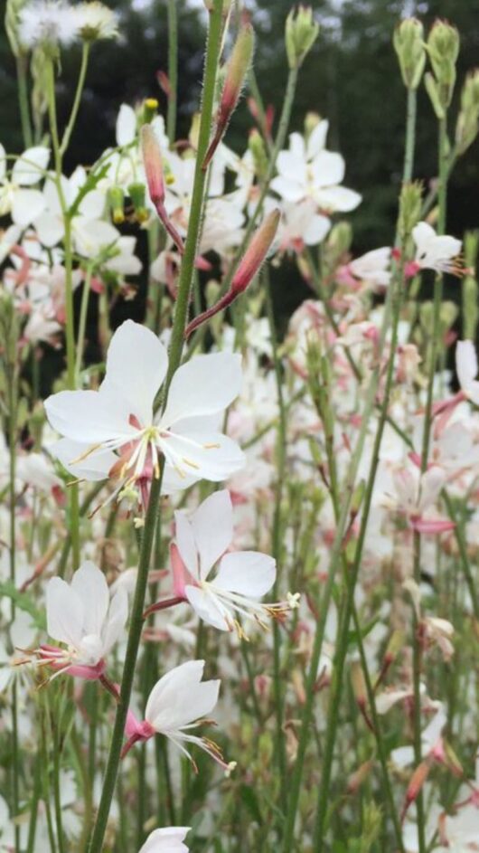 Gaura lindheimeri Geyser White' Butterfly Bush