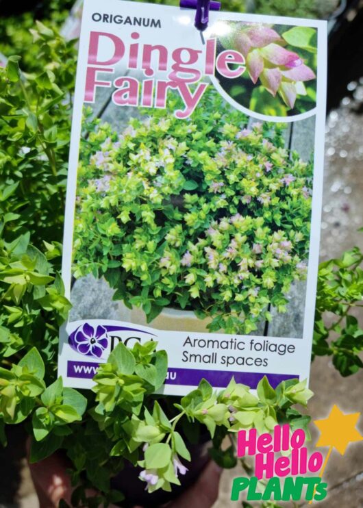 Origanum Dingle Fairy 2