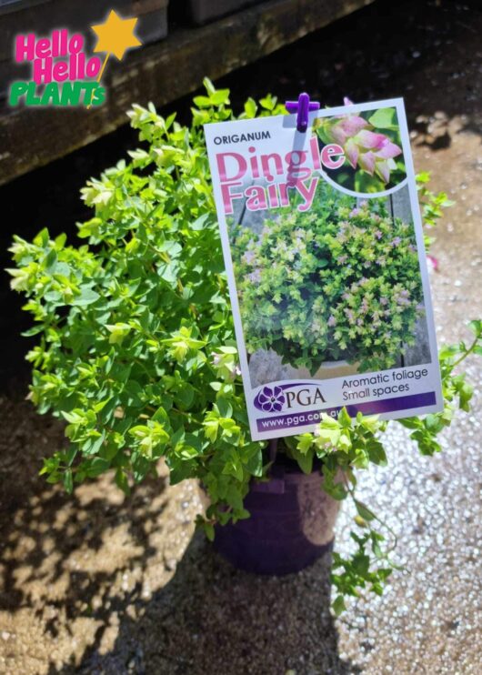 Origanum Dingle Fairy