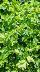 Origanum Dingle Fairy Foliage