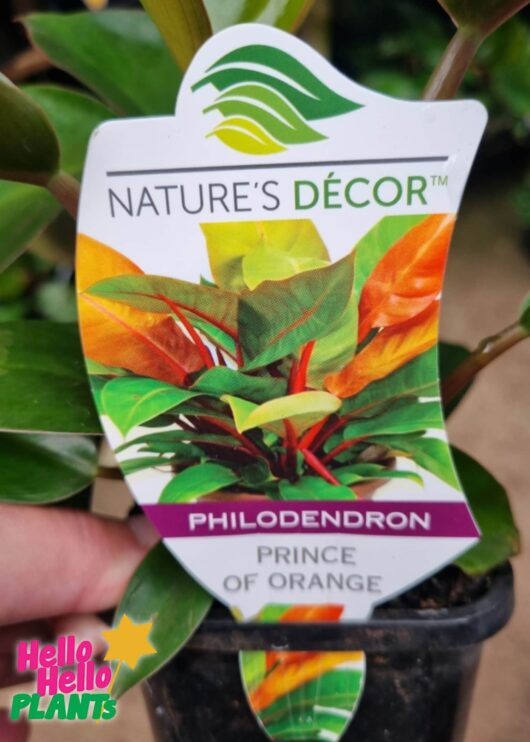 Philodendron Prince of Orange Label