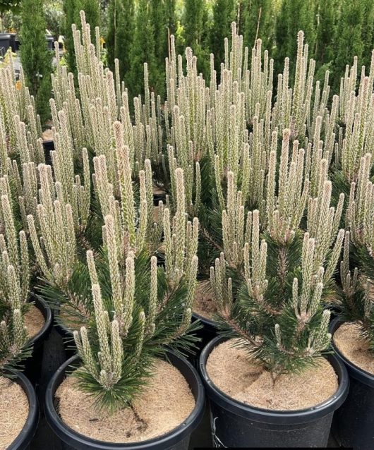 Pinus 'Yatsubusa' Black Pine trees in 12" pots, featuring long, upright needles, are arranged in rows on the ground.