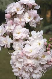 Prunus Serrulata erecta 'Amanogawa' japanese ornamental flowering cherry flowers