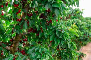 A Prunus 'Stella' Cherry tree, boasting clusters of red cherries and green leaves, stands in a field, surrounded by similar trees in the background, all flourishing from their 13" pots.