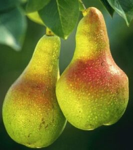 Pyrus communis Baby Face Pear