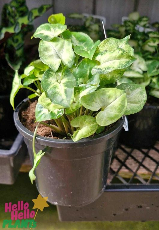 The Syngonium 'Pixie' in a 5" pot features its elegant green and white variegated leaves as it rests gracefully on a shelf.