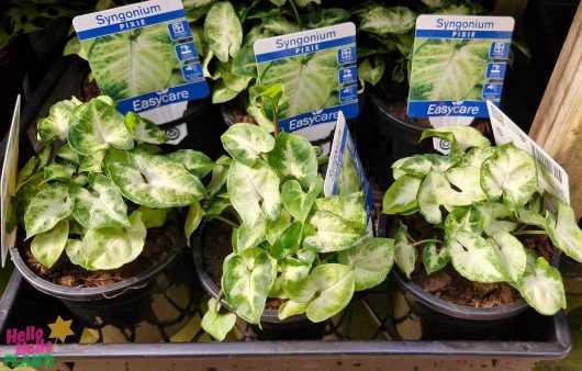 Four Syngonium 'Pixie' plants with green and white leaves are displayed on a shelf in 5" pots, each labeled as "Easycare.