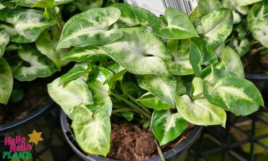 Close-up of the Syngonium 'Pixie' 5" Pot, highlighting its green and white variegated leaves in a garden store.