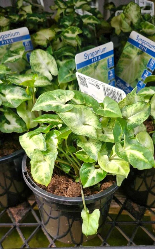 Syngonium 'Pixie' plants come in a 5" pot and feature stunning variegated green leaves.