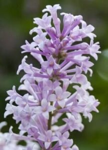 Syringa wolfii 'Wolfs Lilac'