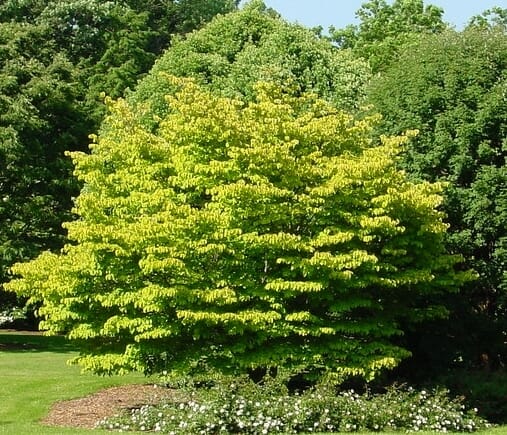 Cornus 'First Lady' Dogwood 8