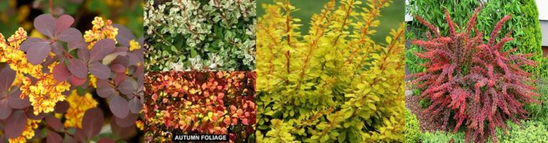 Top 10 Autumn Shrubs! - Garden Advice, Top 10 Lists - Hello Hello ...