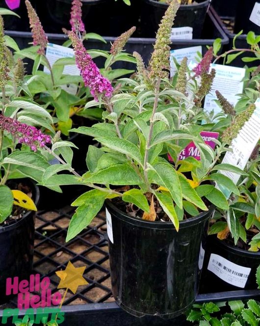 A "Buddleja Lo and Behold™ 'Pink Micro Chip'" in a 6-inch pot, showcasing its small purple flowers on tall spikes with informational tags in the background, makes an enchanting addition to any garden.