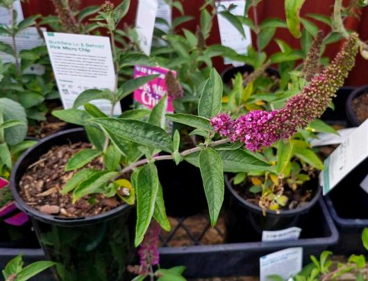 In a garden center, potted plants with vibrant green leaves and purple-pink flower clusters draw attention, each accompanied by labels. Among these, the Buddleja Lo and Behold™ 'Pink Micro Chip' in a 6" pot captivates with its delicate beauty.