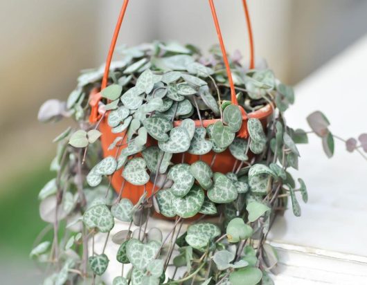 A 6-inch hanging basket contains a Cotyledon pendens plant with heart-shaped, variegated green and silver leaves cascading over the sides.