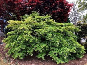 A thriving green bush with fine-textured leaves sits in a garden, flanked by taller Acer platanoides 'Columnare' Norway Maples with darker, red-tinted leaves in the background.