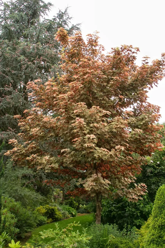 A Norway Maple, specifically an Acer platanoides 'Columnare' Norway Maple, with reddish-brown leaves stands in a lush green garden, surrounded by various shrubs and plants.