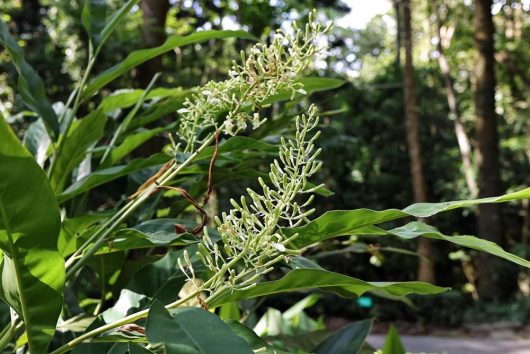 Close-up of green foliage with long, narrow, clustered buds in a wooded area. Background shows various trees and dense vegetation, resembling the vibrant growth seen in an Alpinia 'Thai Ginger' 8" Pot.