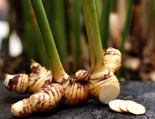 Close-up of freshly harvested Thai Ginger (also known as galangal) roots with green stalks attached, lying on a dark surface. Thinly sliced pieces of Alpinia 'Thai Ginger' 8" Pot are also visible beside the main roots.