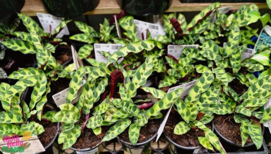 A collection of potted Calathea plants, featuring the striking Calathea 'Rattlesnake' in 6" pots, adorns a shelf. Their green and purple leaves elegantly showcase a spotted pattern.