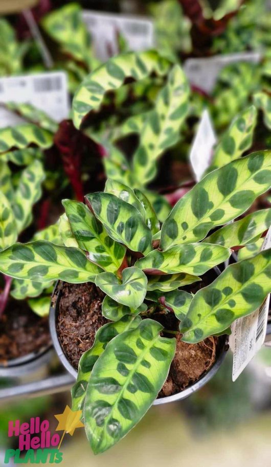 A 6" pot holds the Calathea 'Rattlesnake' Plant, with its vibrant green leaves featuring dark spots and intricate light green patterns, while labels elegantly emerge from the lush foliage.