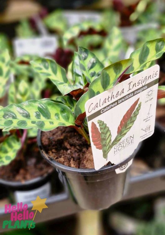 Close-up of the Calathea 'Rattlesnake' Plant in a 6" pot, featuring detailed care instructions on the label.