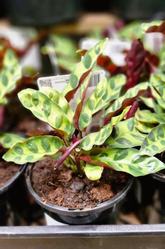 The Calathea 'Rattlesnake' Plant in a 6" pot features green leaves with dark spots and striking purple undersides, beautifully arranged on a tray.